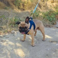 Französische Bulldogge Rich, Hund zur Adoption