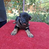 🌸🌸Willy sucht sein Zuhause🌸🌸, Hund zur Adoption