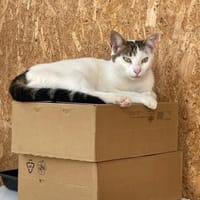 Sunny  sucht Zuhause mit Freigang, Katze zur Adoption