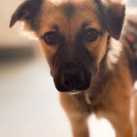 Nivie, Hündin zur Adoption