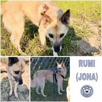 RUMI -möchte Zweithund werden-, Hündin zur Adoption