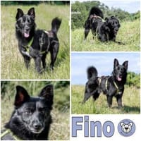 FINO -lebenslustig & aktiv-, Hund zur Adoption