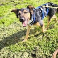 Meeko - kleiner Kerl mit großem Herz, Hund zur Adoption