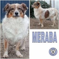 MERABA -Harn- und Stuhlinkontinent-, Hündin zur Adoption