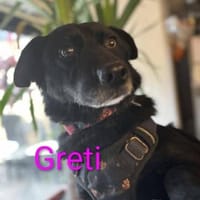 🐾🐾Greti sucht ein Zuhause🐾🐾, Hündin zur Adoption