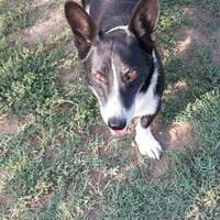 🐕🐶🐾Pommi sucht sein Zuhause🐾🐶🐕, Hund zur Adoption