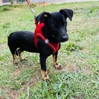 Dackelmix Martha, Hündin zur Adoption