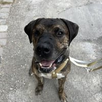 Mafia- Herzenshund such eine Familie, Hund zur Adoption
