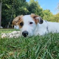 Verspielte Tonya sucht Zuhause, Hündin zur Adoption
