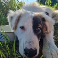 lieber Ikarus sucht, Hund zur Adoption