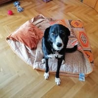 Lani, Hündin zur Adoption