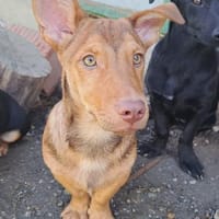 Traumhund Taylor sucht seine 2. Chance, Hund zur Adoption