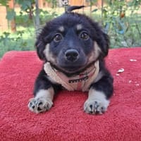 Lilly sucht ihr für immer Zuhause 🌸🌸💐, Hündin zur Adoption