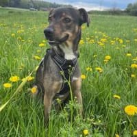 Kinderloses Zuhause für Tiny Tim, Hund zur Adoption