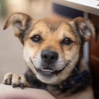 Armin - Kurze Beine, ganz viel Liebe, Hund zur Adoption