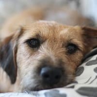 Penny  Kleine Pfoten, großes Glück, Hündin zur Adoption