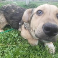 🐾❤ MICHEL auf PS in 04349 LEIPZIG, Hund zur Adoption