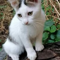 Coco - aus RO, in DE 79541 Lörrach, Katze zur Adoption