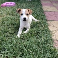 Lora ein Jack Russel Mix Mädchen, Hündin zur Adoption