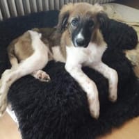 Cleverer Antonio wartet in Hofheim, Hund zur Adoption