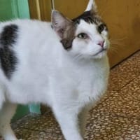 Lunos, verschmuster Entdecker, ca. 3 J, Kater zur Adoption