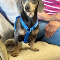 Ich heiße Mira ... mit Video, Hündin zur Adoption
