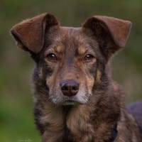 Mondo - ist ein sanfter Schatz, Hund zur Adoption