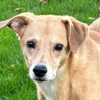 Carlos, unser Blondie, Hund zur Adoption