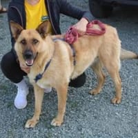 Madison sucht Geborgenheit, Hündin zur Adoption