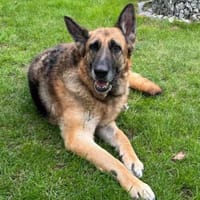 Sara auf Pflegestelle in Hessen, Hündin zur Adoption