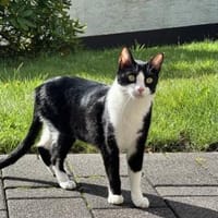 Raspy -sehr liebes, gutmütiges Katerchen, Kater zur Adoption