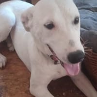 Mimmo  aufgeschlossen und neugieri, Hund zur Adoption