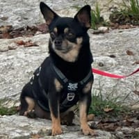 Lidia in 82362 Weilheim #, Hündin zur Adoption