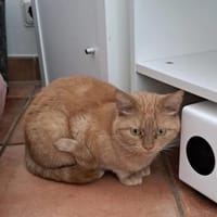 Paprika - schönes zimrotes Katzenmädel, Katze zur Adoption