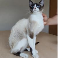 Lilú - süße, sensible & verspielte Katze, Katze zur Adoption