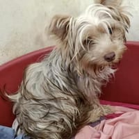 Sven  in 42859 Remscheid, Hund zur Adoption