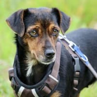 Geben Sie Carmela ein Zuhause?, Hündin zur Adoption