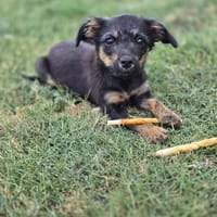 Leilani, Hündin zur Adoption