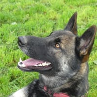 REX, chien à adopter