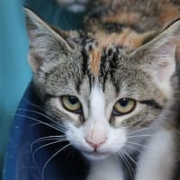 Brindille, chatte à adopter