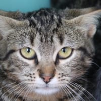 Lierre, chatte à adopter