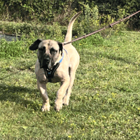 OSCAR VAA, chien à adopter