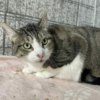 SACRÉ, chat à adopter