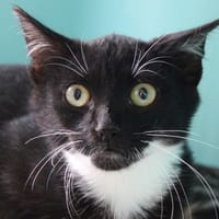 Sid, chat à adopter