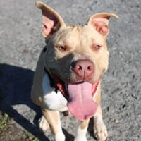 Atos, chien à adopter