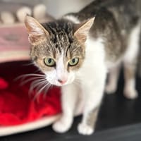 SIERADA, chatte à adopter