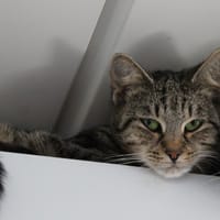 Baboune, chatte à adopter