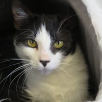 EKKO, chat à adopter