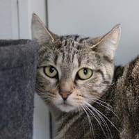 Café crème, chatte à adopter