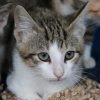 Chardon, chat à adopter